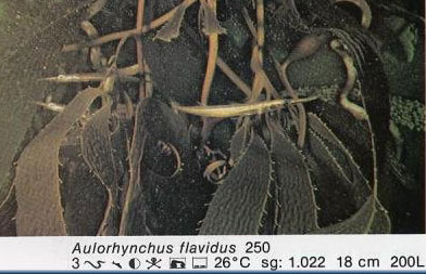 Aulorhynckus flavidus